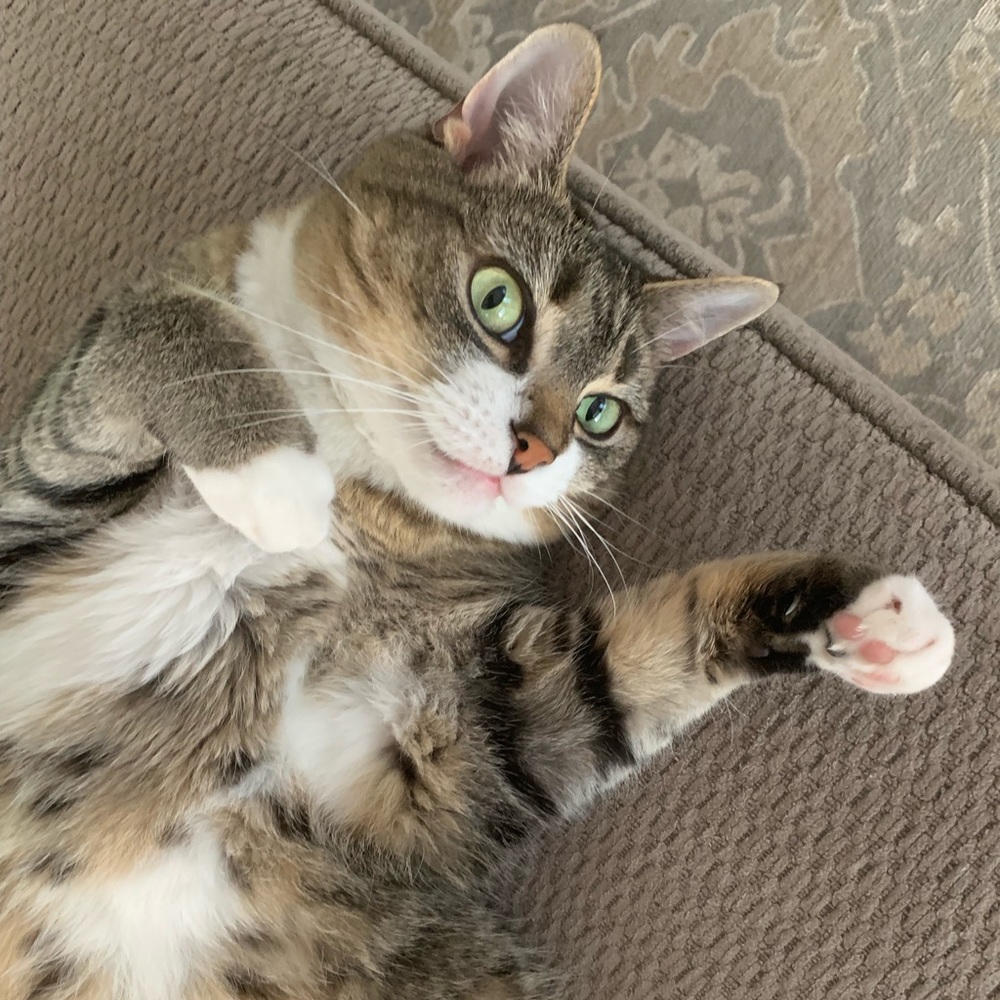 Meet your Posher, Janelle